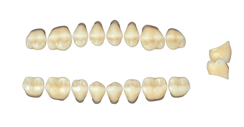 Зубы жевательные , 8 штук (Yamahachi)